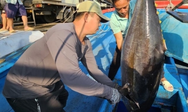 Tuna exports to the EU increased by nearly 2 times
