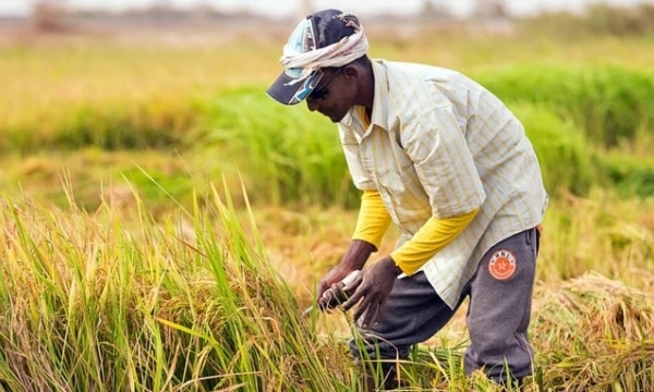 Vietnam's rice exports to Senegal are still low compared to demand