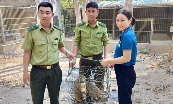 People discovered and handed over 3 pig-tailed macaques