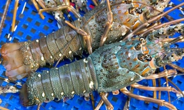 Lobster exports to China increased 27 times
