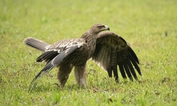 Re-releasing the rare eagle in Cuc Phuong National Park