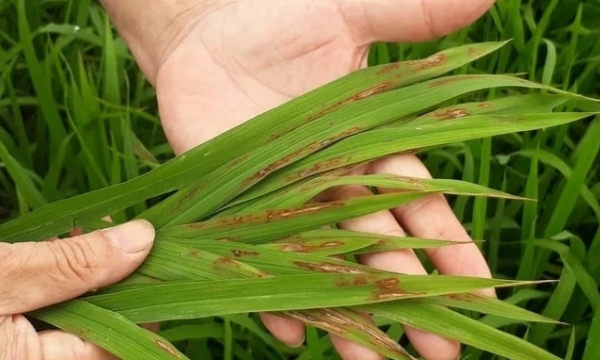 Rice blast disease early risk with severe damage to spring rice