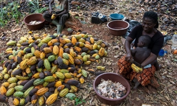 World cocoa prices set a record, up by over 3 times last year