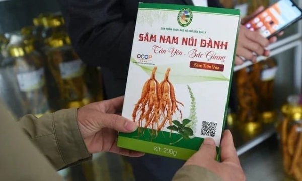 Mount Danh Ginseng gains many export opportunities