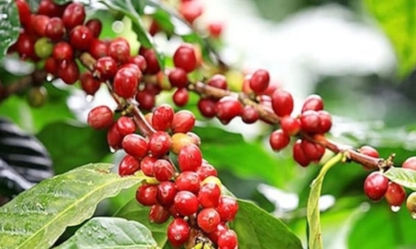 Coffee price on 04/03/2024: exceeding VND 100,000/kg