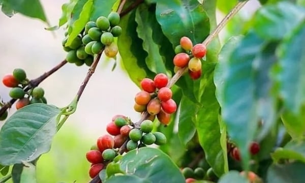 Coffee prices on 04/07/2024: Sharp increase this week