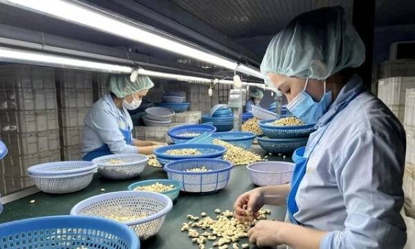 Vietnam's cashew nut exports increased in the first quarter.