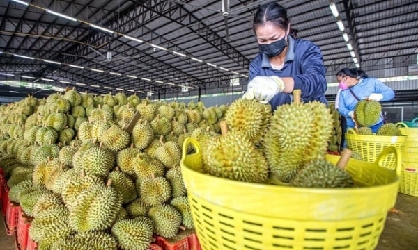 Thailand's actions after losing to Vietnam in durian export to China