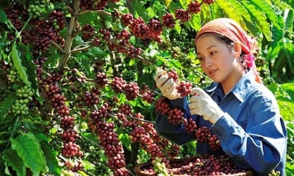 Coffee prices on 04/10/2024: Domestically stable