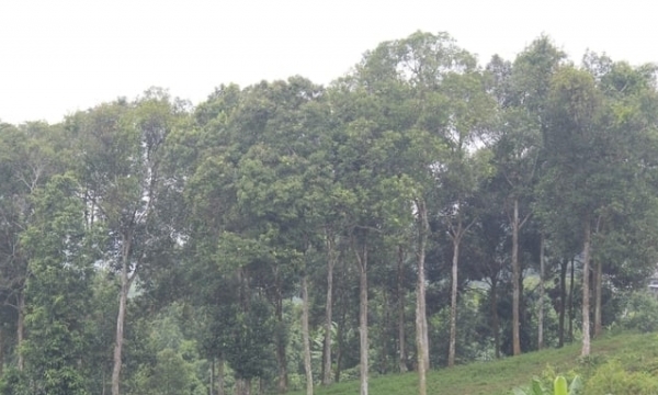 Benefits of FSC-Certified Forest Plantation