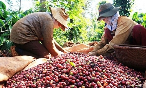 Coffee prices on 04/13/2024: surging over VND 110,000/kg