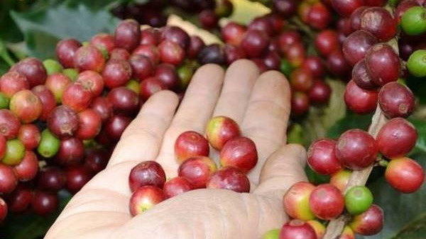 Coffee prices on 04/16/2024: Sharp increase to a new record
