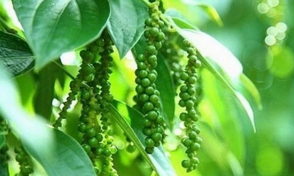 Pepper prices on 04/20/2024: Heat up by up to VND 3,000/kg