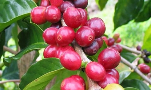 Coffee prices on 04/20/2024: Slight recovery