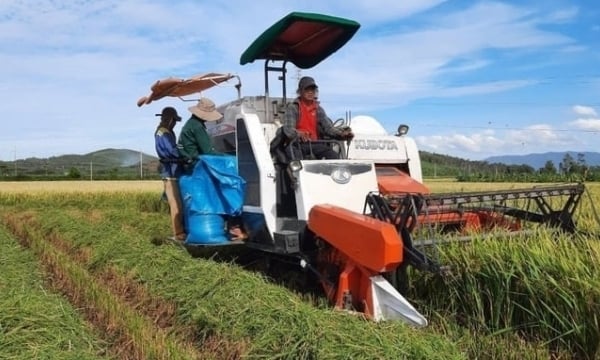 Farmers are happy due to high price of winter-spring rice crop