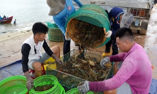 Phu Yen is aiming to export lobster through official channels