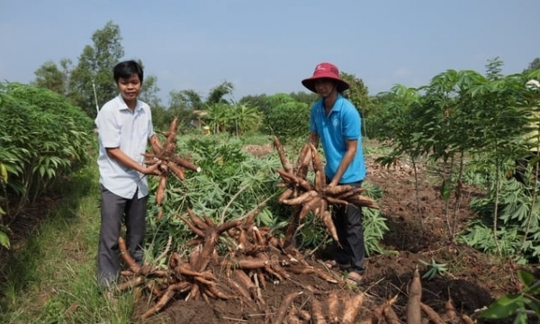 Cassava yield increased by 30 - 50% due to efficient irrigation