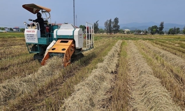 Harvesting rice straw generates VND 3 million/ha