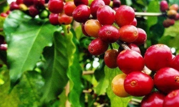 Coffee prices on 05/07/2024: Continuing downward trend
