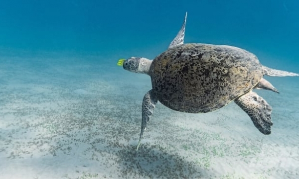 Sea turtle conservation in Southeast Asia requires collaboration