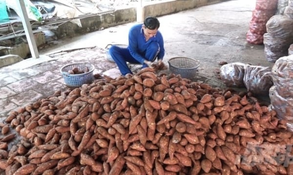 Japan's purple sweet potatoes yield VND 400,000/quintal