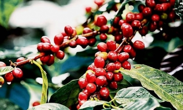 Coffee prices on 05/10/2024: increase sharply to VND 100,000/kg
