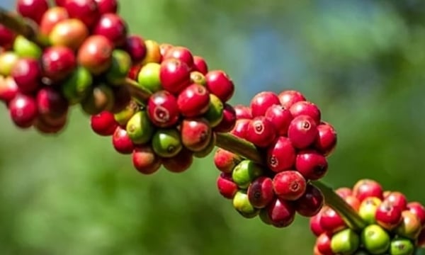 Coffee prices on 05/13/2024: The highest at VND 105,000/kg