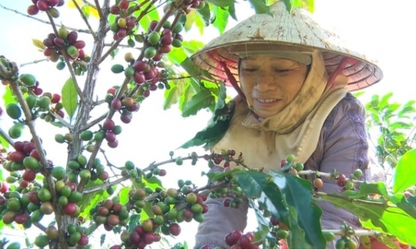 Support for the conversion of 2,500 ha of coffee cultivation