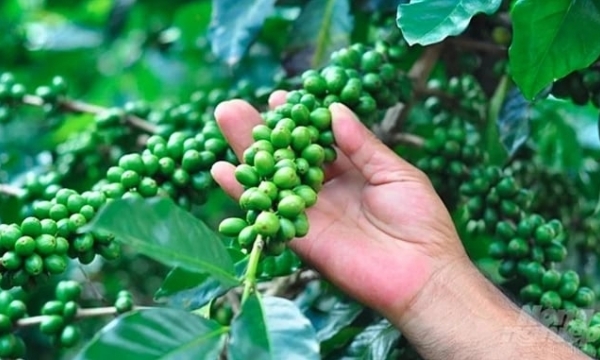 Coffee prices on 05/15/2024: surging both globally and domestically