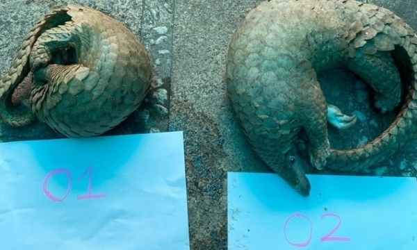 Illegal pangolin trader caught red-handed