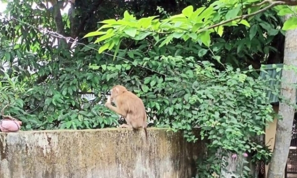 Wild monkeys appear in many places in Hai Phong