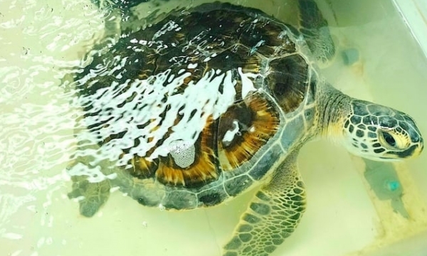 Rescuing a 6.2kg green sea turtle in Tien Giang