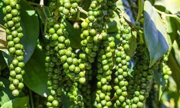 Pepper prices on 05/21/2024: Remain at VND 111,000/kg