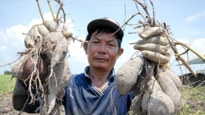 Sweet potatoes surpass VND 1.8 million/quintal with profit