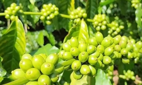 Coffee prices on 05/30/2024: Surpassing VND 122,000/kg