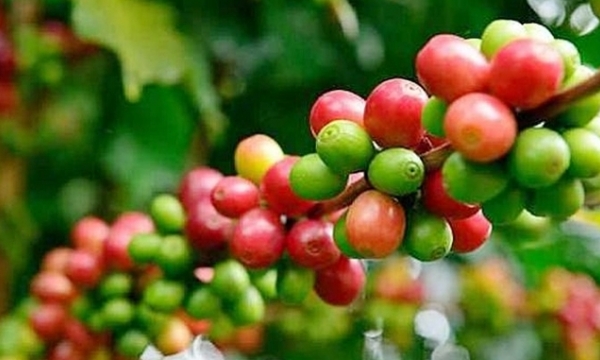 Coffee prices on 06/03/2024: Stable at VND 120,000/kg