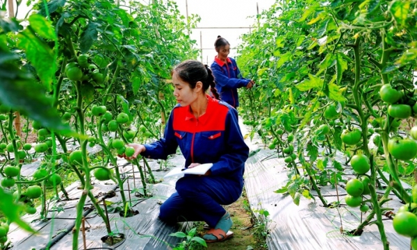 Giải pháp đột phá trong phát triển nông nghiệp hữu cơ tại Việt Nam