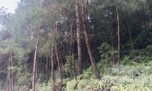 Huyện biên giới Trùng Khánh đời sống khấm khá nhờ trồng rừng