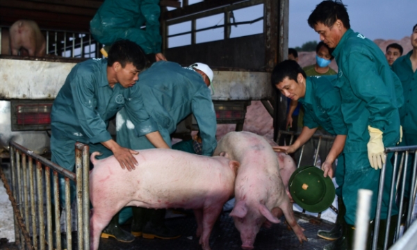 Temporarily suspending imports of live pigs for slaughter from Thailand