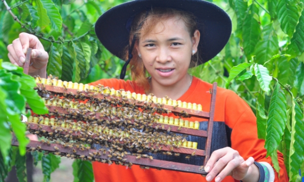 Người Cil nuôi ong mật an toàn sinh học