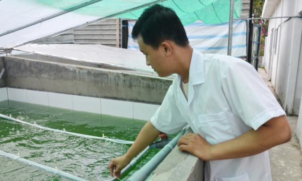 Startup with the Spirulina farming model