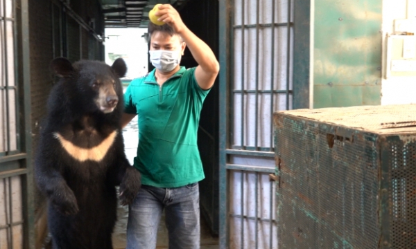 Last four bears at Hanoi Central Circus rescued