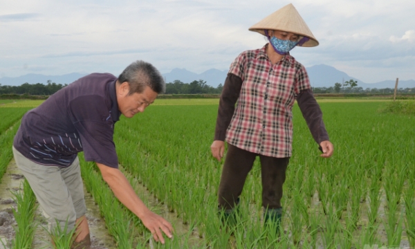 Reduce the usage of chemical pesticides in Vinh Phuc