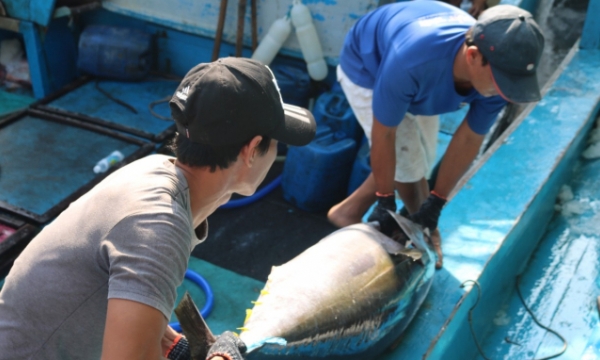 Exports of tuna fell 15% in September