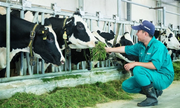 Cơ hội cho bơ sữa Việt Nam vào thị trường Israel
