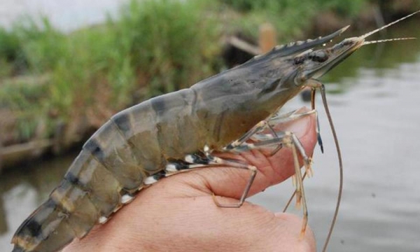 Black tiger shrimp regaining its position from whiteleg shrimp