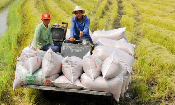 Xuất khẩu gạo Việt Nam chuyển dịch theo hướng nâng cao giá trị
