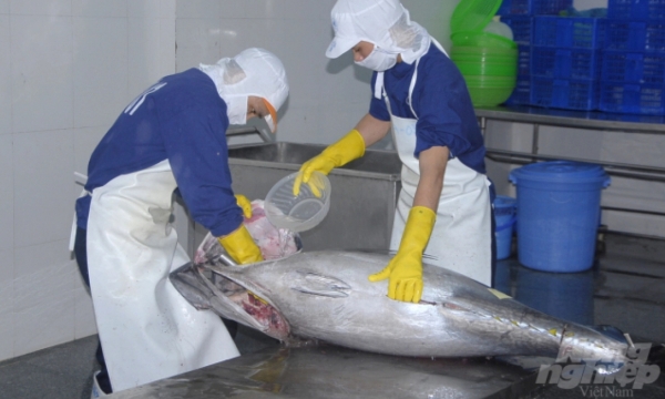 Xuất khẩu cá ngừ sang khối EU tăng trưởng 3 con số