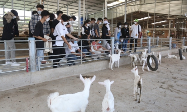 A perfect combination between Saanen dairy goat farming and agricultural tourism