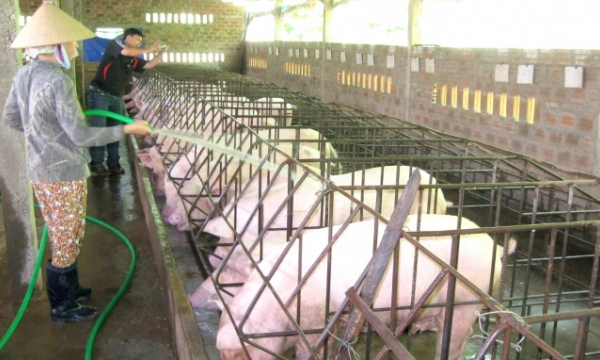 Lang Son eyes large-scale farms with biosafety